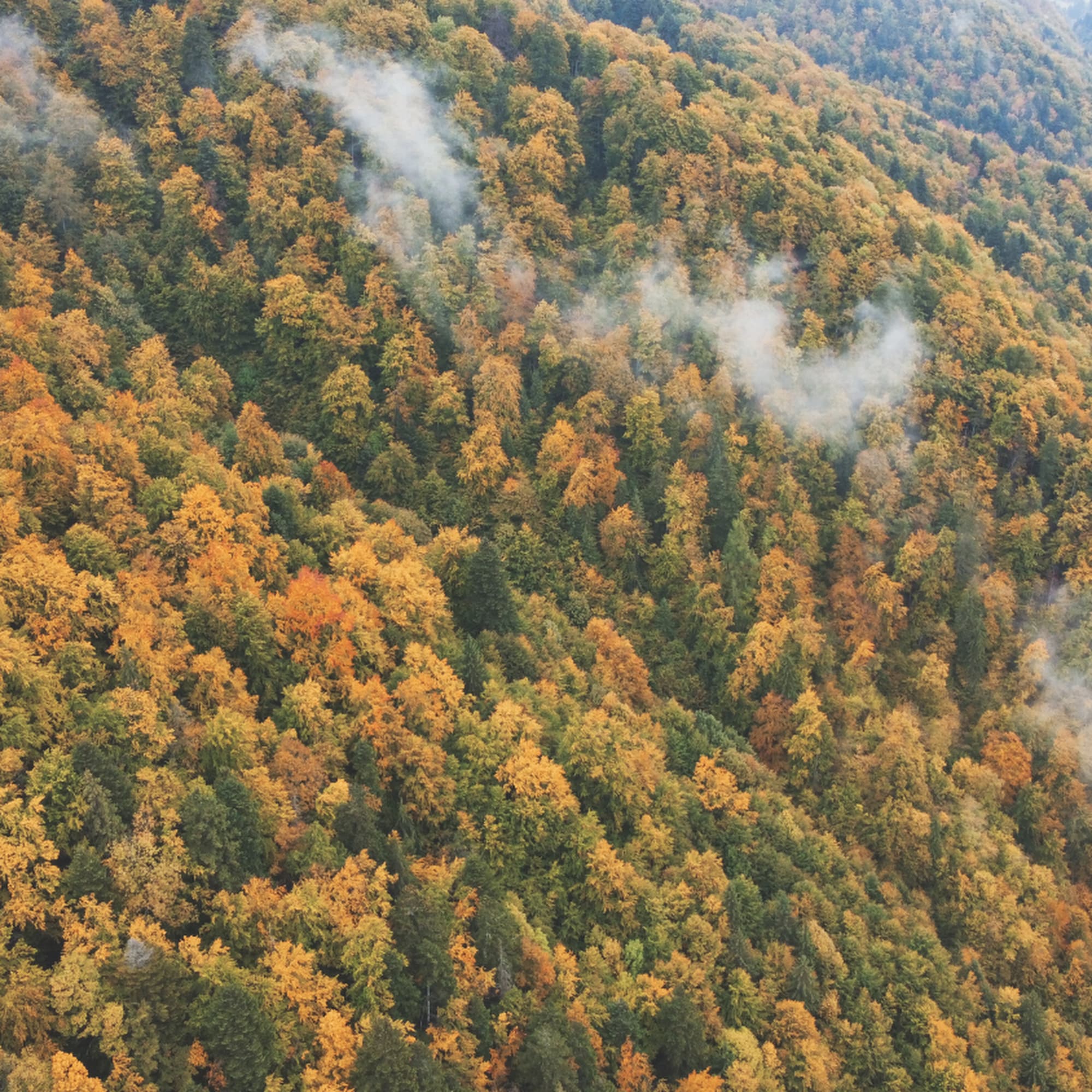 Măgura & Peștera villages - forest in the fog