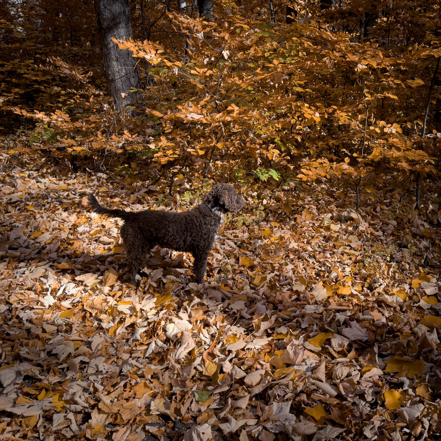 Truffle hunting 01