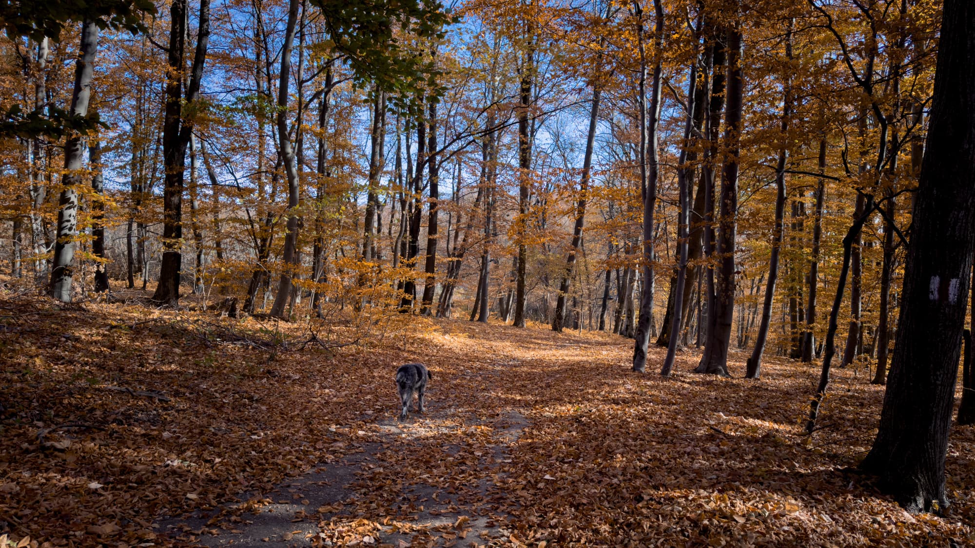 Truffle hunting