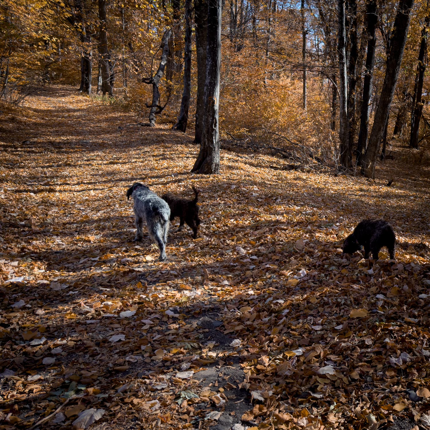 Truffle hunting 03