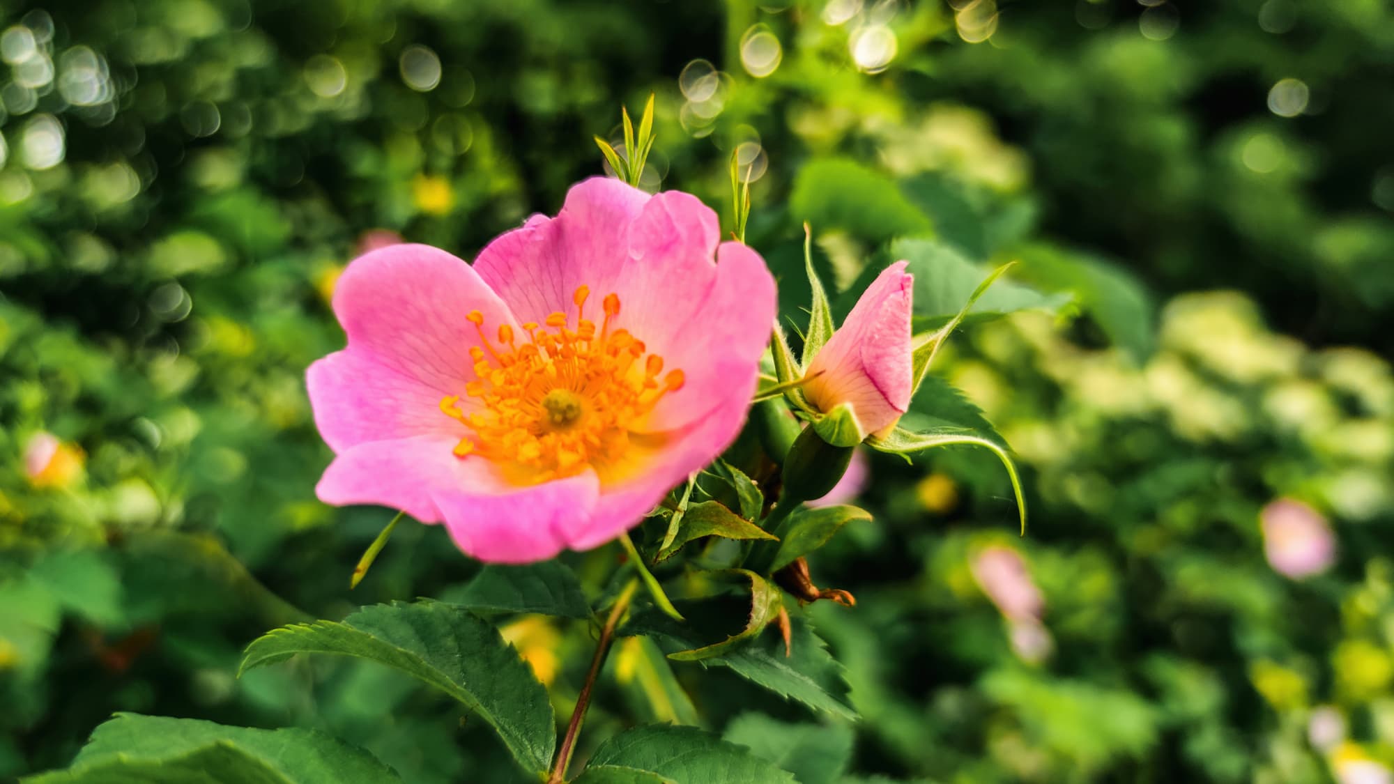 Cişmigiu Garden - A flower