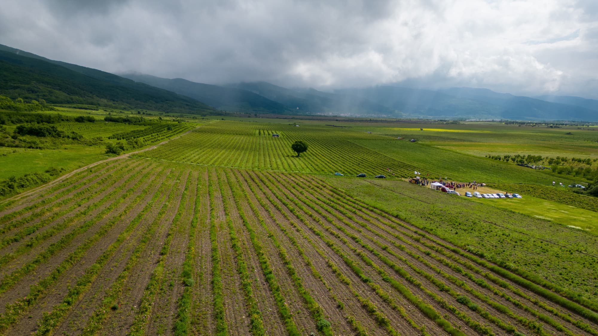 Embark on an Enchanting Journey Through Bulgaria's Rose Valley