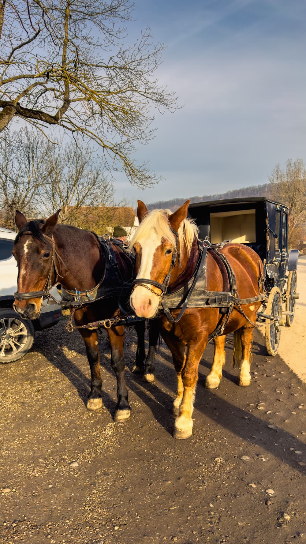 Horses at Valea Verde