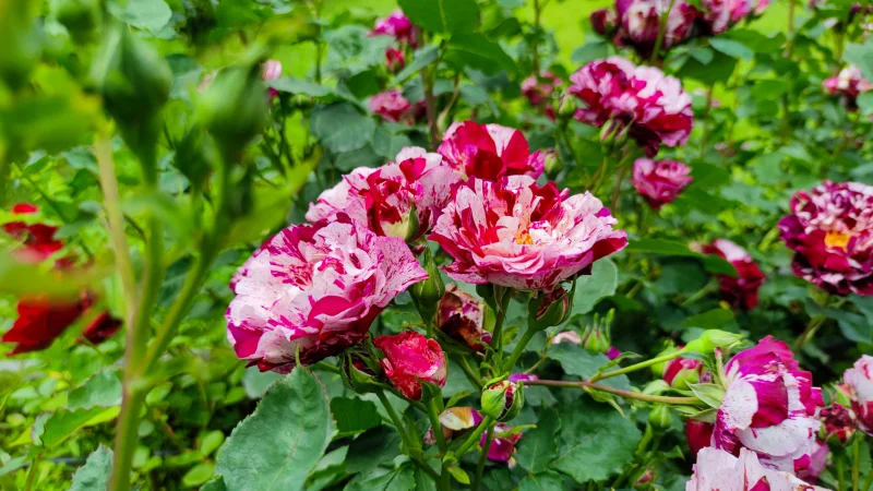 Exploring the Fragrant Beauty of Bulgaria's Valley of Roses